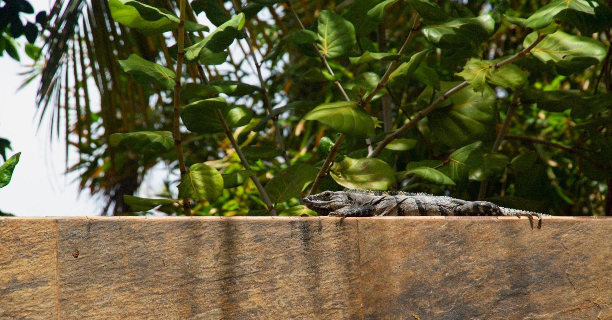 Nina Hotel Playa Del Carmen Zewnętrze zdjęcie